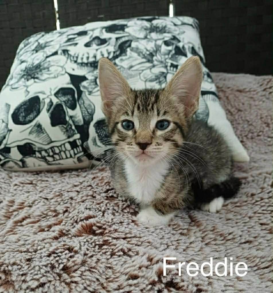 Freddie Freddie